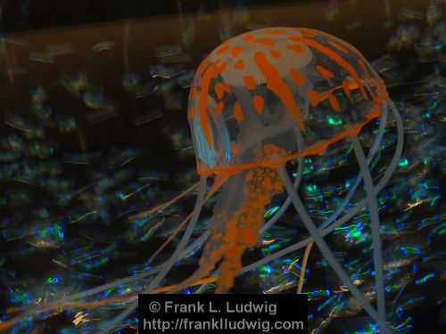 Illuminated Jellyfish